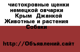 чистокровные щенки немецкой овчарки - Крым, Джанкой Животные и растения » Собаки   